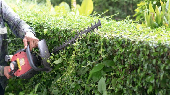 A hedge trimmer being held by a worker, trimming a hedge to maintain its shape and health.