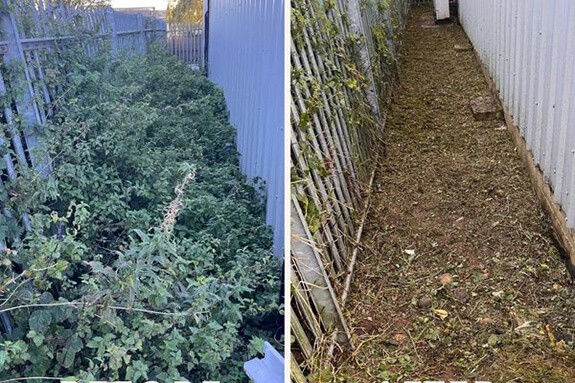 A before-and-after comparison of an overgrown garden, showcasing the restoration process.