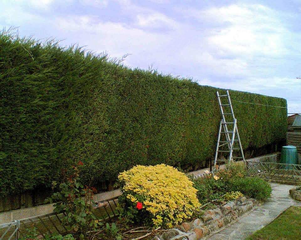 A beautifully manicured hedge.