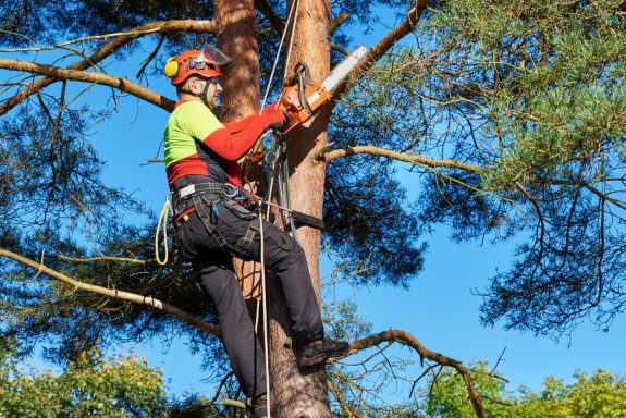 A tree surgeon wearing a harness, carefully pruning a tree, ensuring its health and safety.